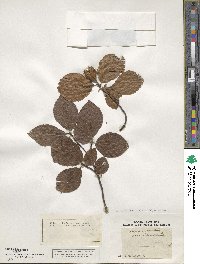 Fagus sylvatica image