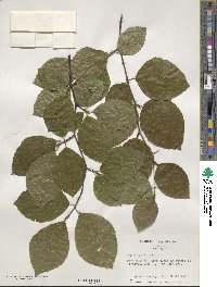 Fagus sylvatica image