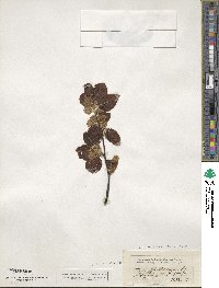 Fagus sylvatica image