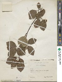 Fagus sylvatica image