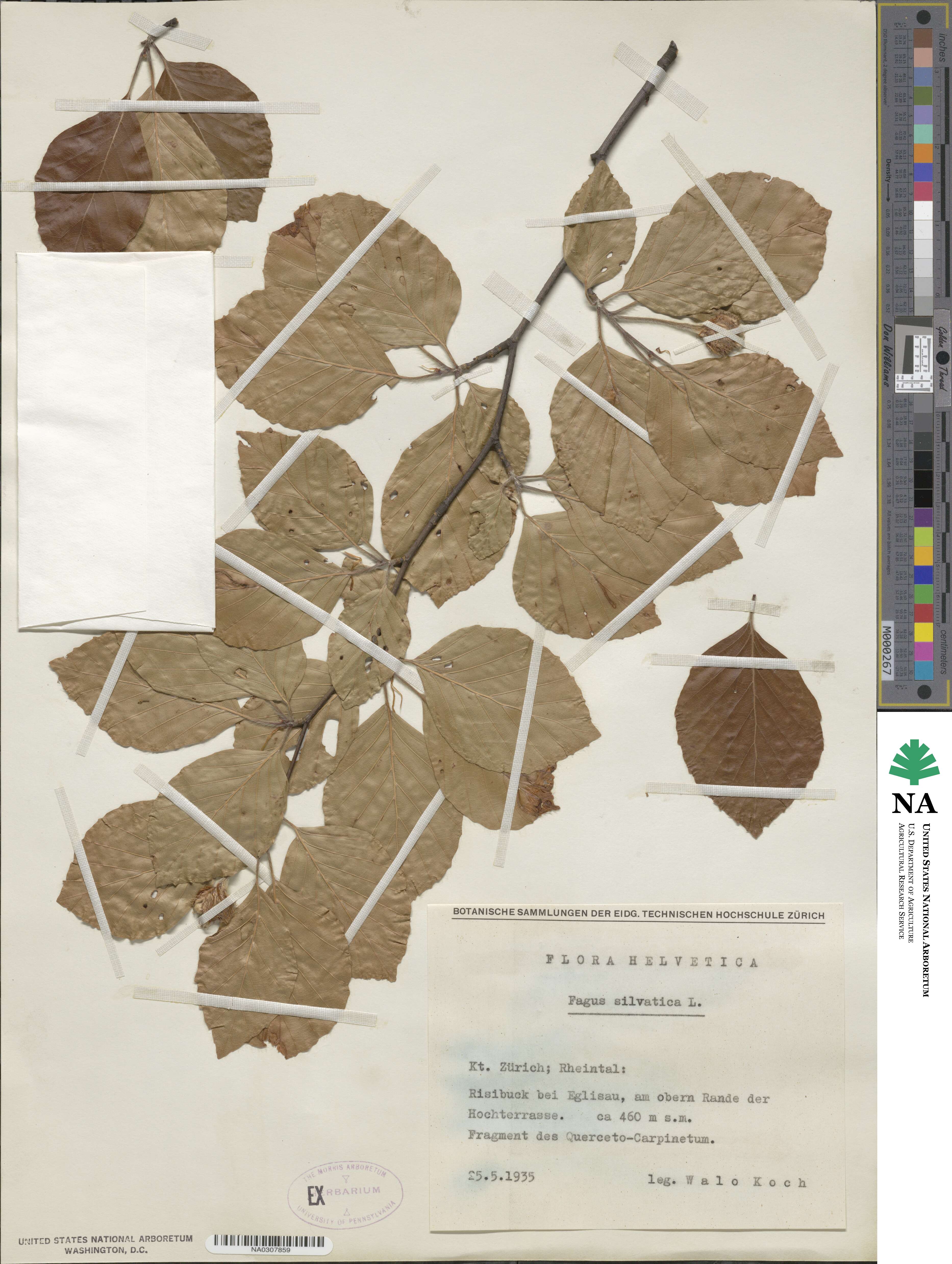 Fagus sylvatica image