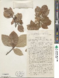 Image of Fagus × taurica