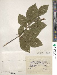 Fagus orientalis image