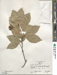 Fagus orientalis image