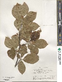 Fagus orientalis image