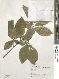 Fagus orientalis image