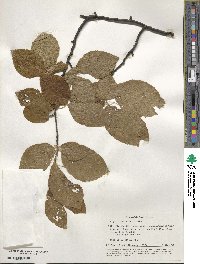 Fagus orientalis image