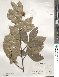 Fagus orientalis image