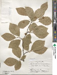 Fagus orientalis image