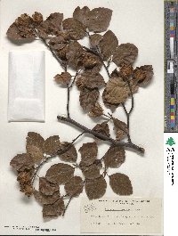 Fagus orientalis image