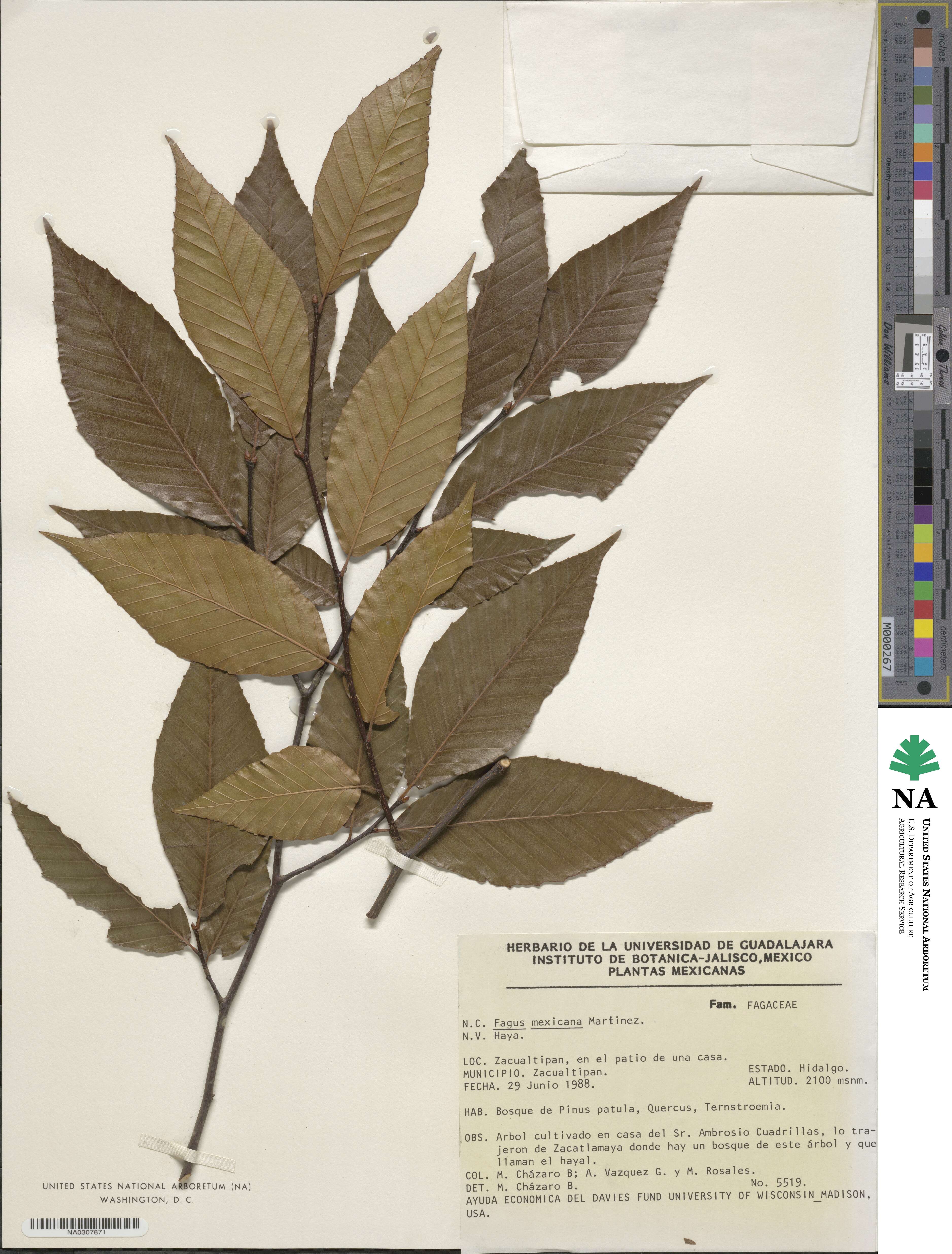 Fagus grandifolia subsp. mexicana image