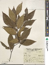 Fagus grandifolia image