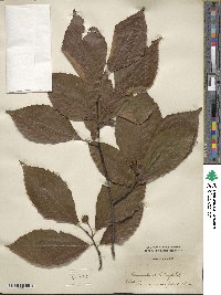 Fagus grandifolia subsp. grandifolia image