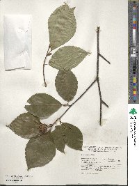 Fagus crenata image