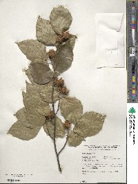 Fagus crenata image