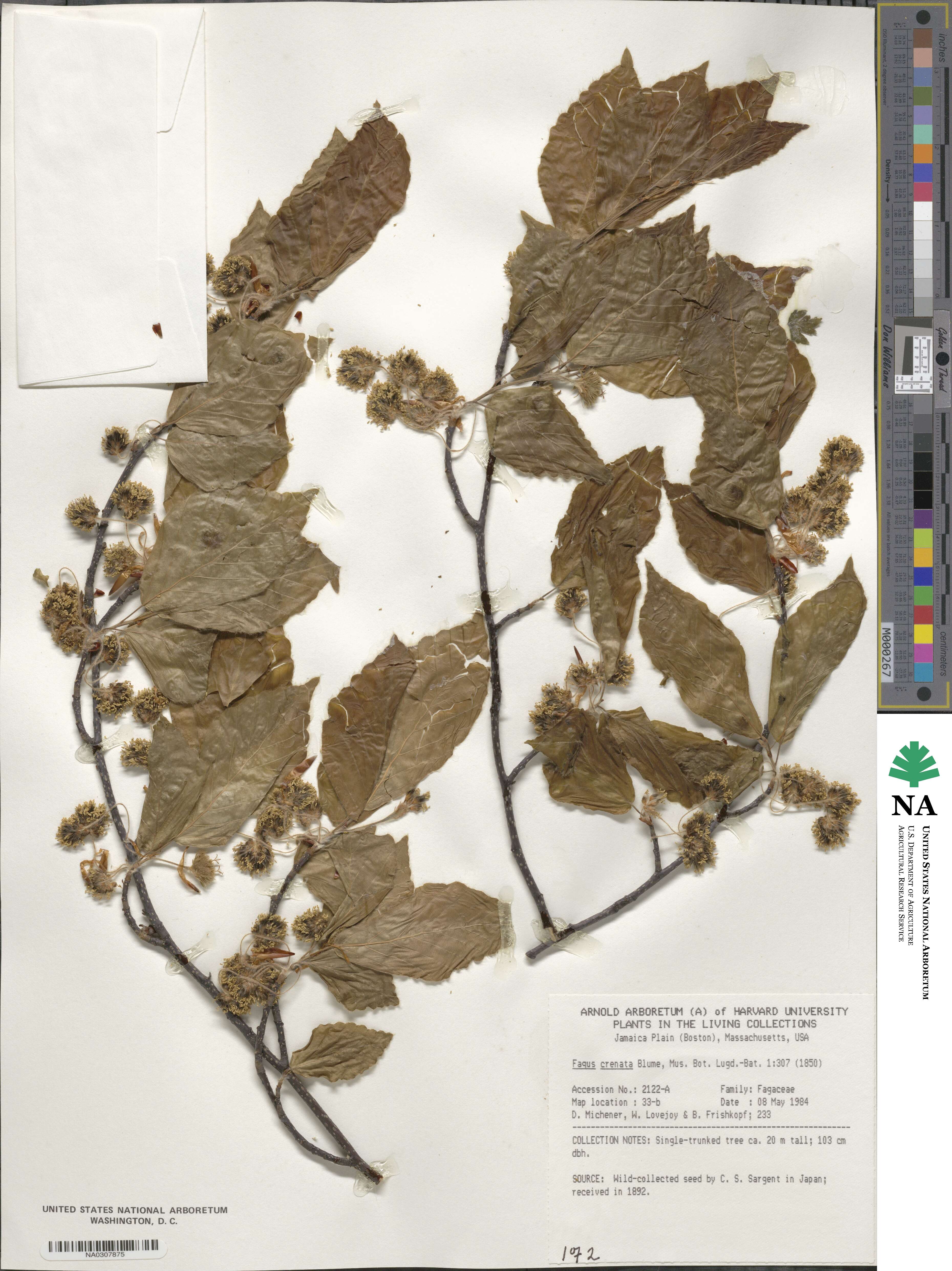 Fagus crenata image