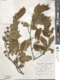 Fagus crenata image