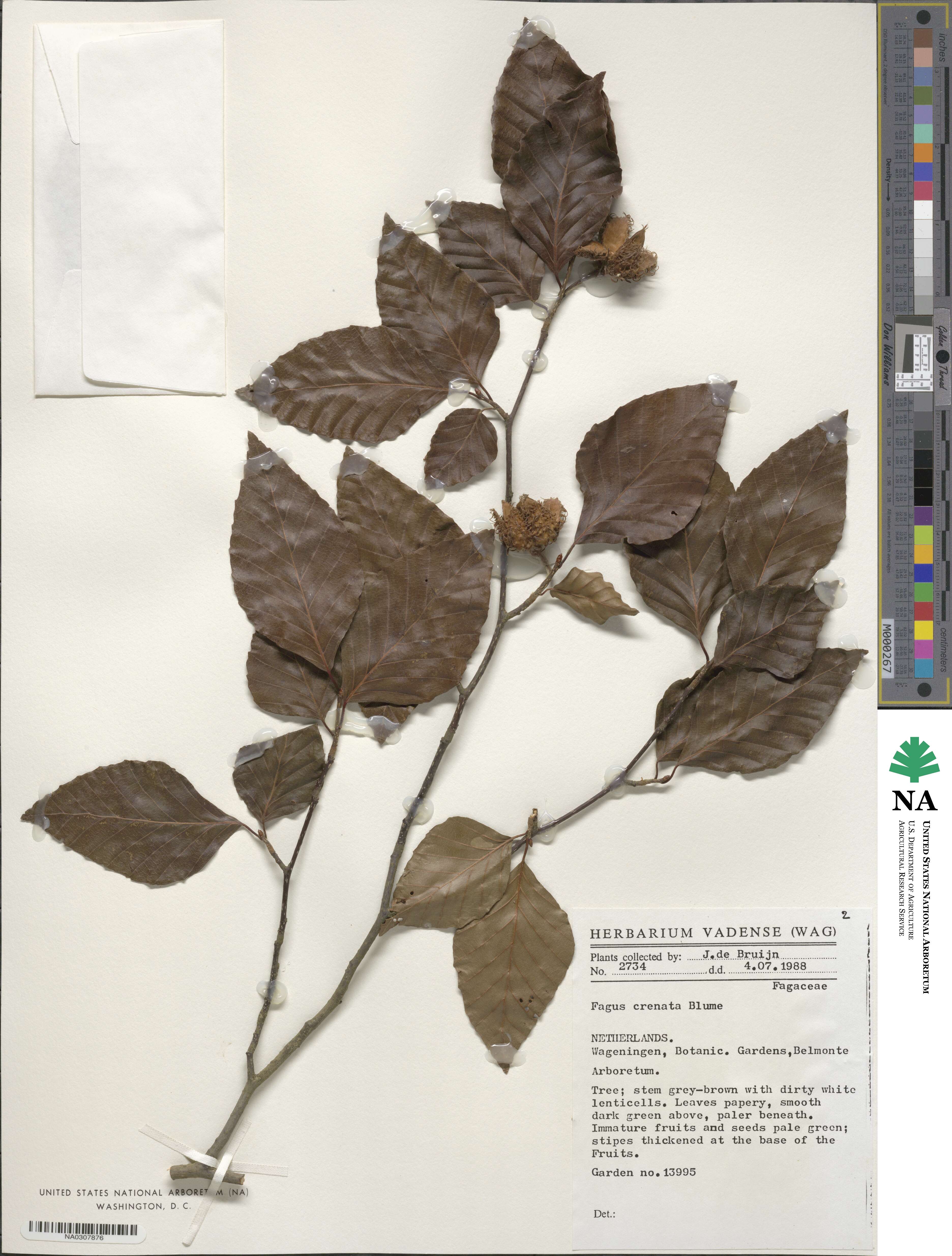 Fagus crenata image