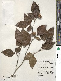 Fagus crenata image