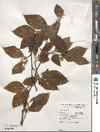 Fagus crenata image