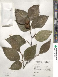 Fagus crenata image