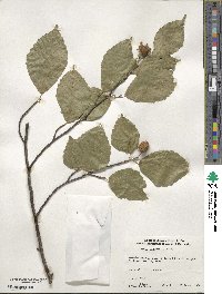 Fagus crenata image