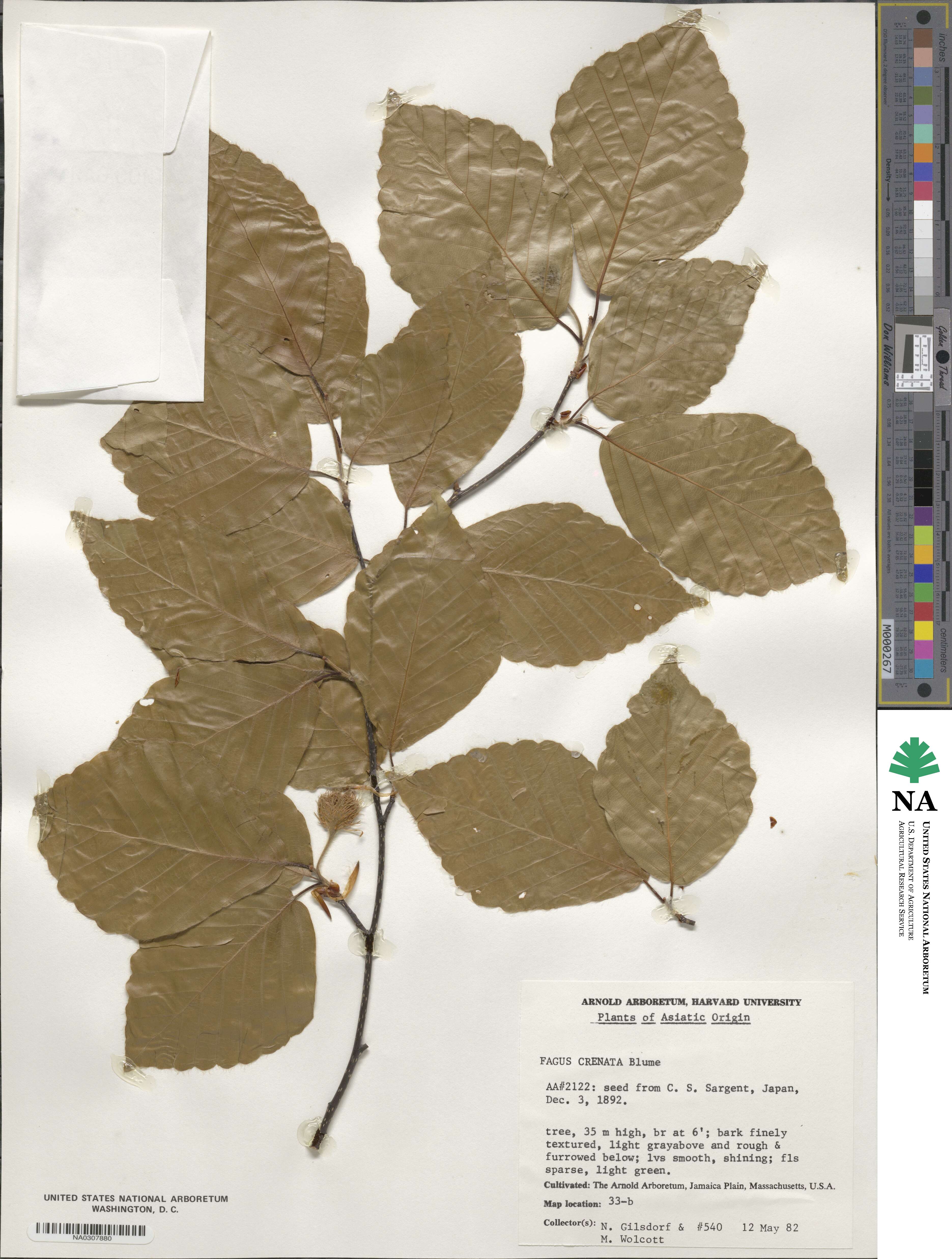 Fagus crenata image