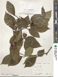 Fagus crenata image