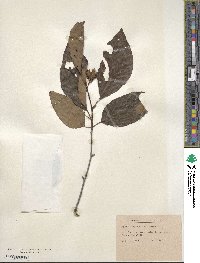 Fagus engleriana image