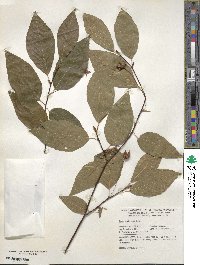 Fagus engleriana image