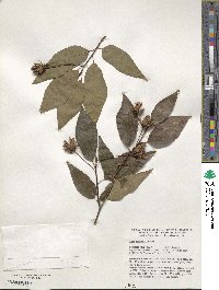 Fagus engleriana image