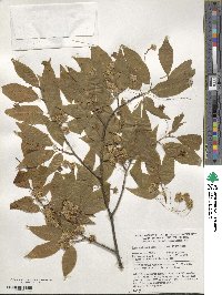 Fagus engleriana image