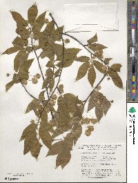 Fagus engleriana image