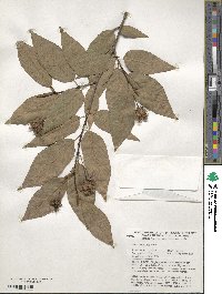 Fagus engleriana image