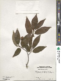 Fagus engleriana image