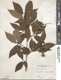 Fagus engleriana image