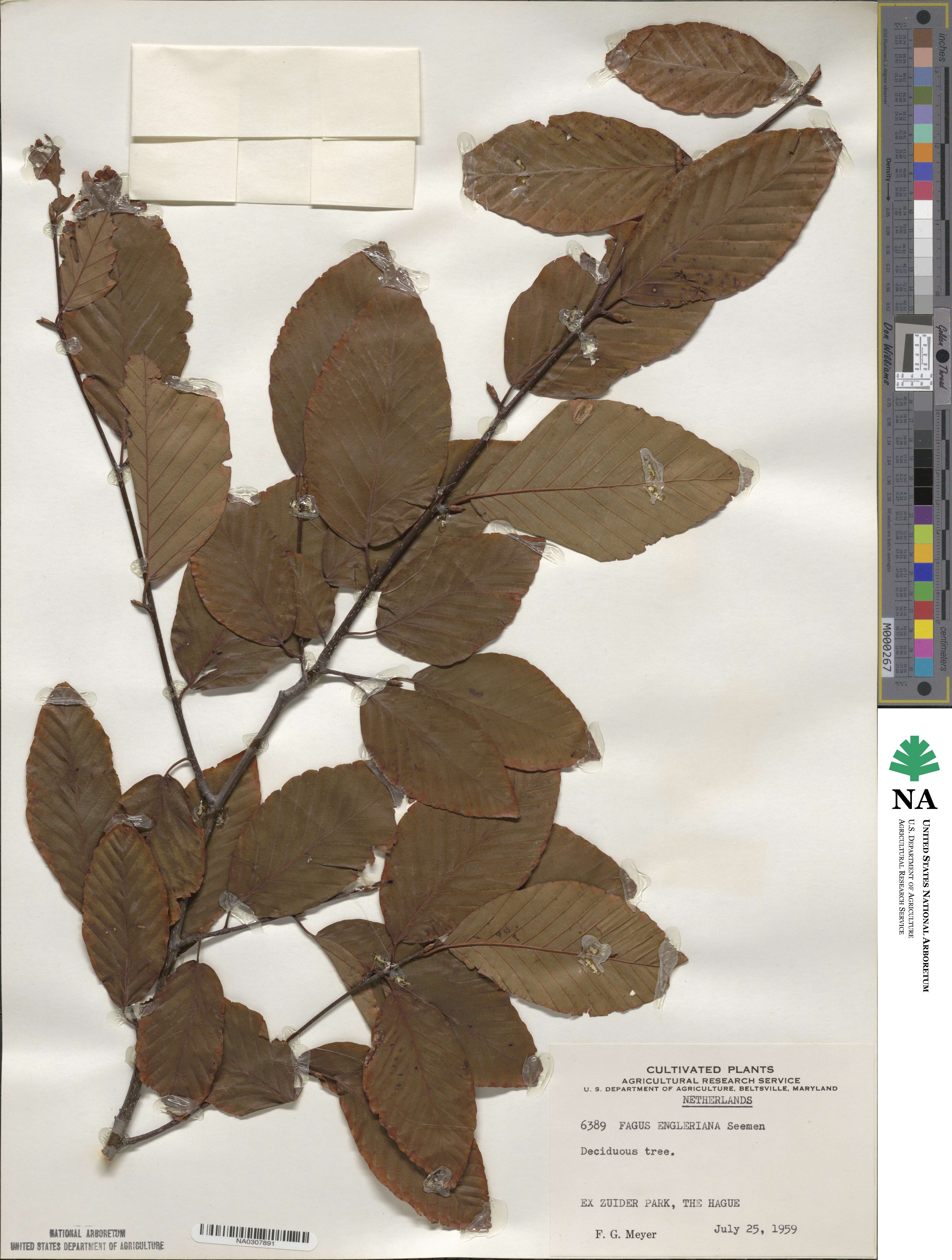 Fagus engleriana image