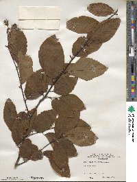 Fagus engleriana image