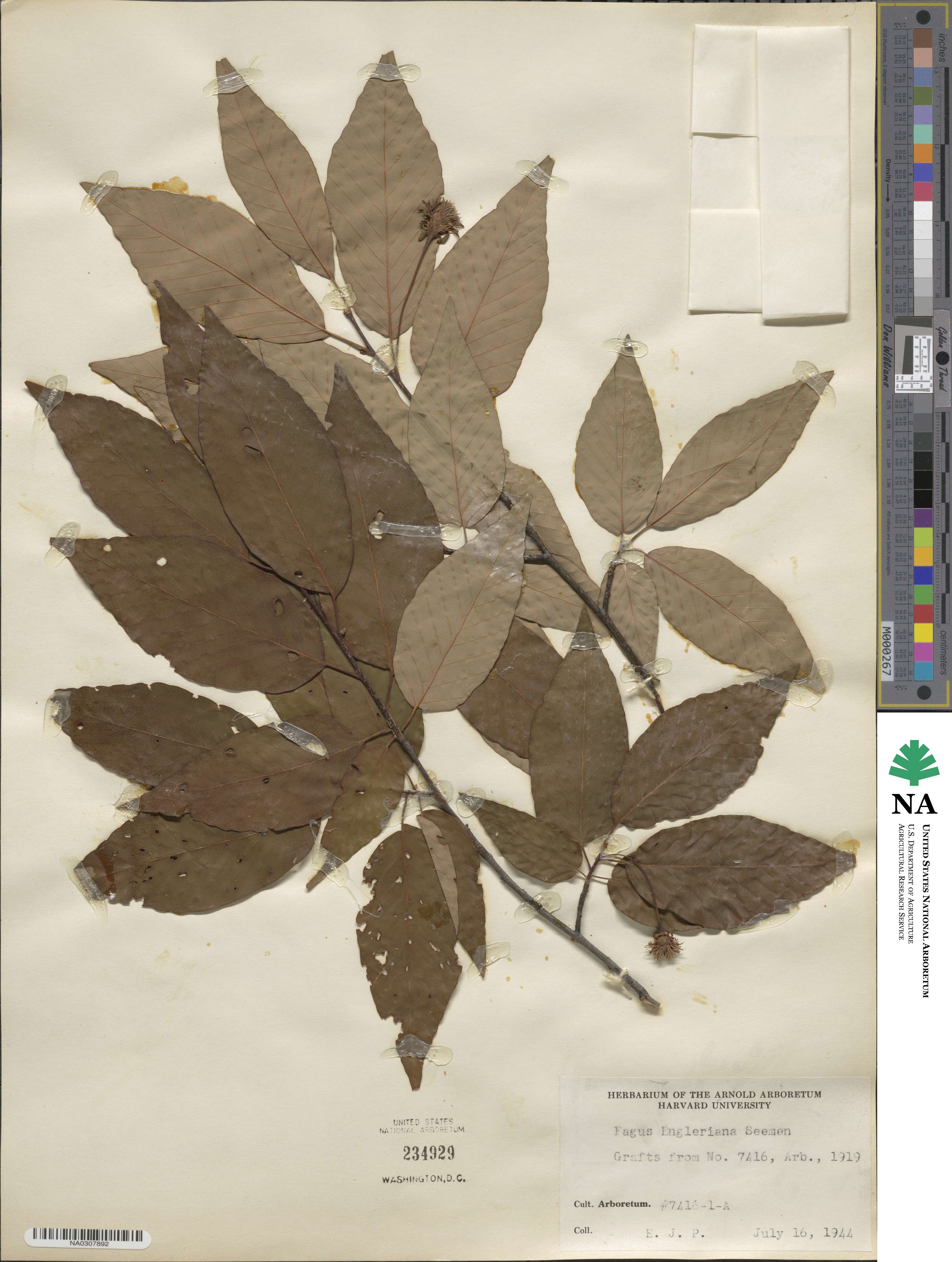 Fagus engleriana image