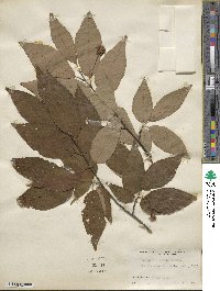 Fagus engleriana image