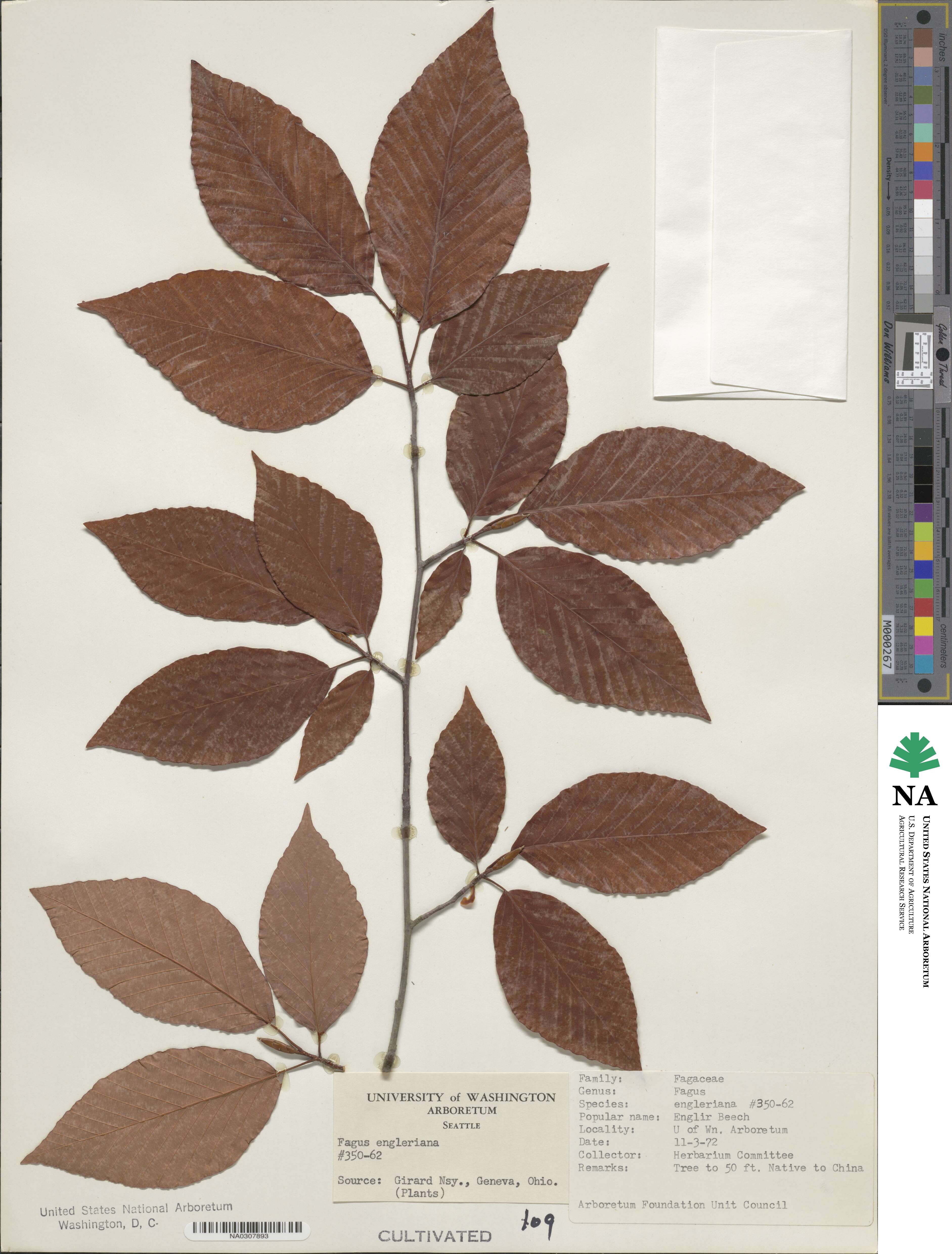 Fagus engleriana image