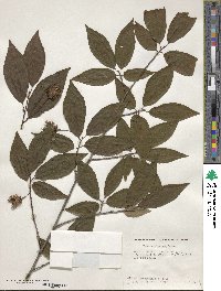 Fagus engleriana image