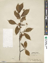 Fagus ferruginea image