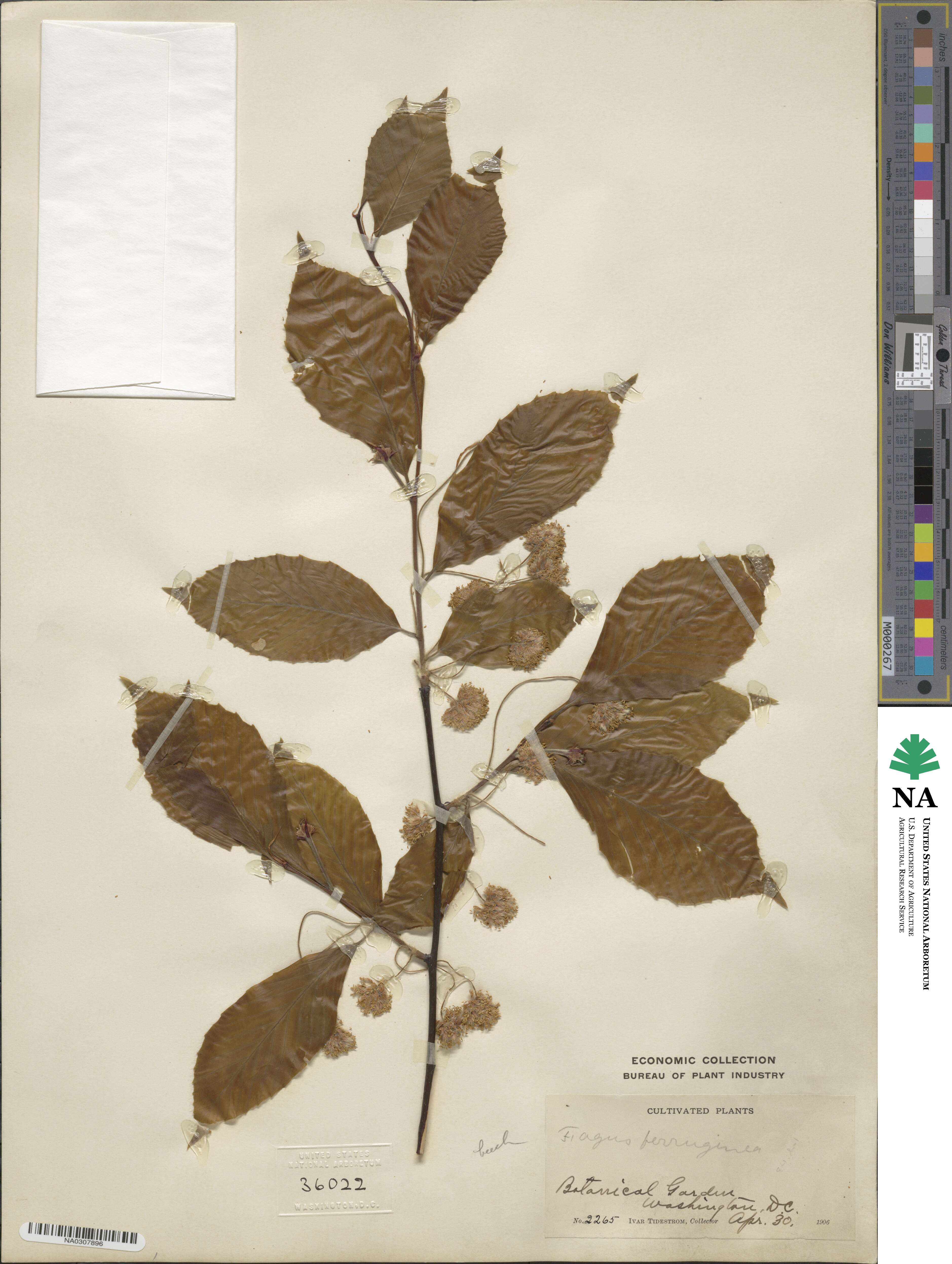 Fagus ferruginea image