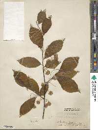 Fagus ferruginea image