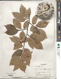 Fagus grandifolia image