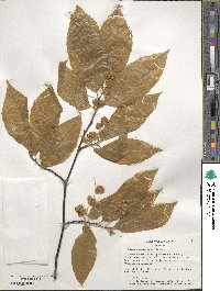 Fagus grandifolia image