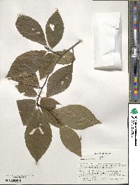 Fagus grandifolia image