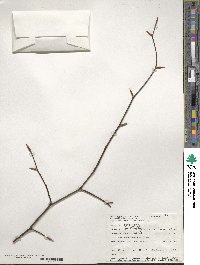 Fagus grandifolia image