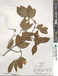 Fagus grandifolia image